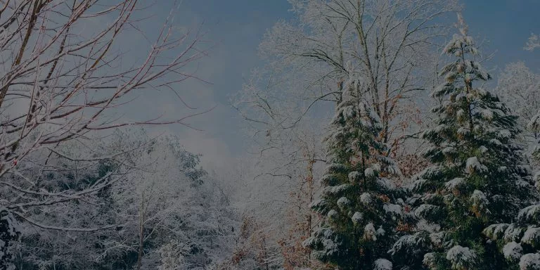 Tree With Snow, Winter Scene